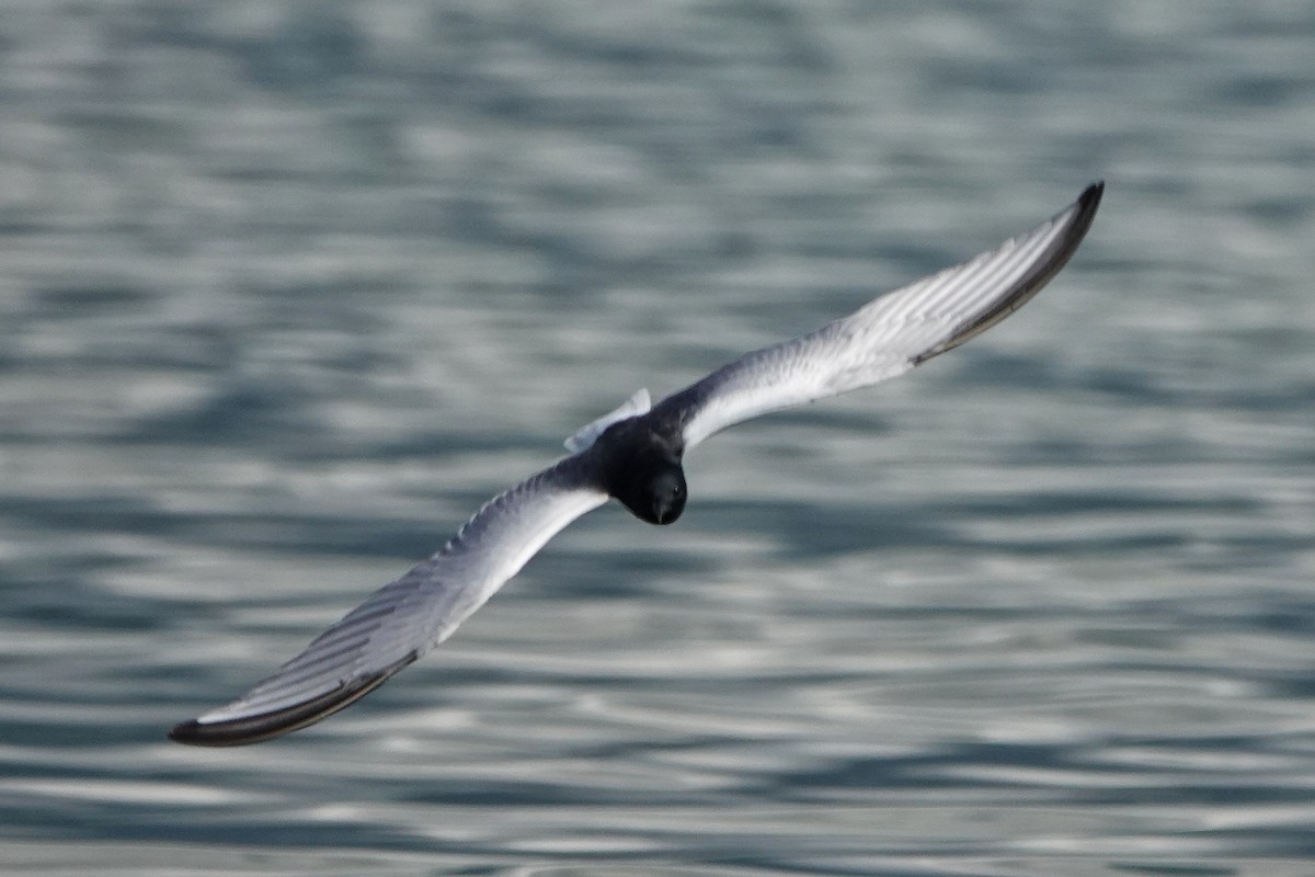 White-winged Tern - ML618625497