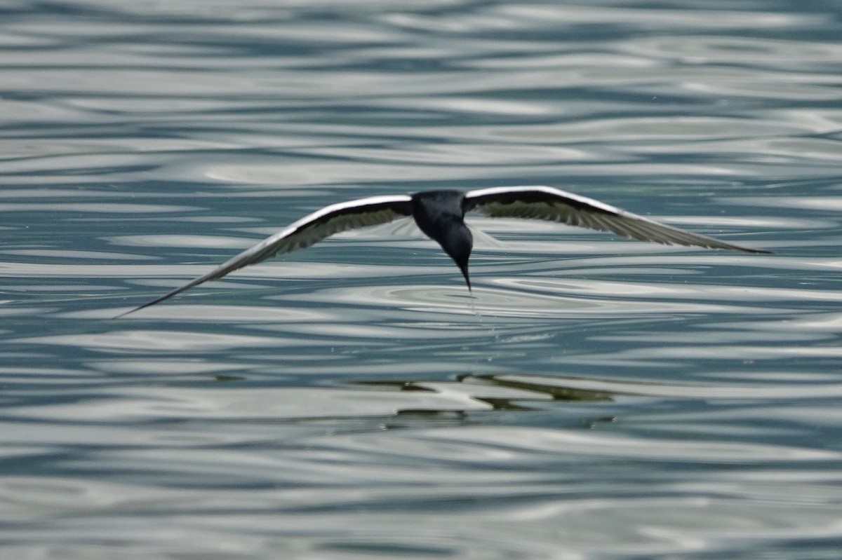 White-winged Tern - ML618625498
