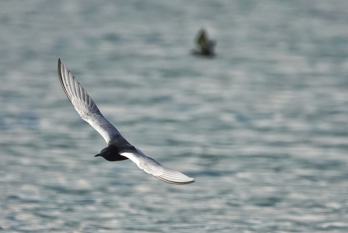 White-winged Tern - ML618625499