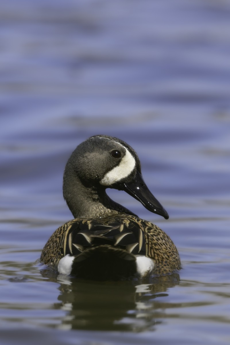 Blue-winged Teal - ML618625505