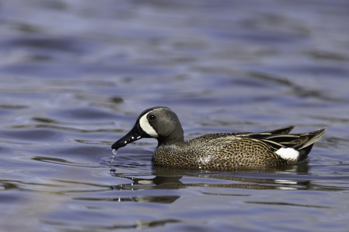Blue-winged Teal - ML618625507