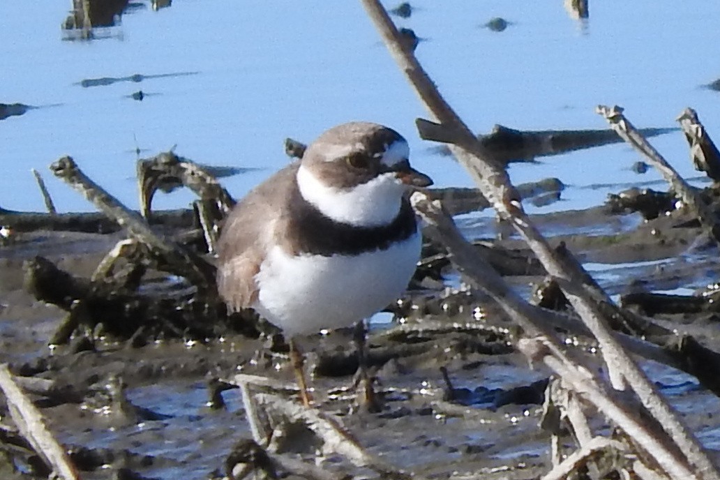 Semipalmated Plover - ML618625522