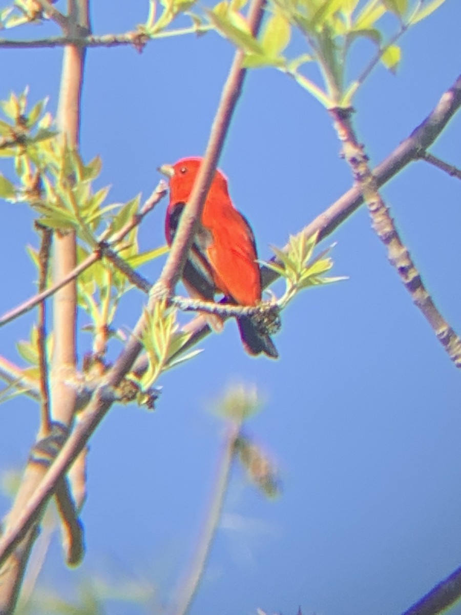 Scarlet Tanager - ML618625543