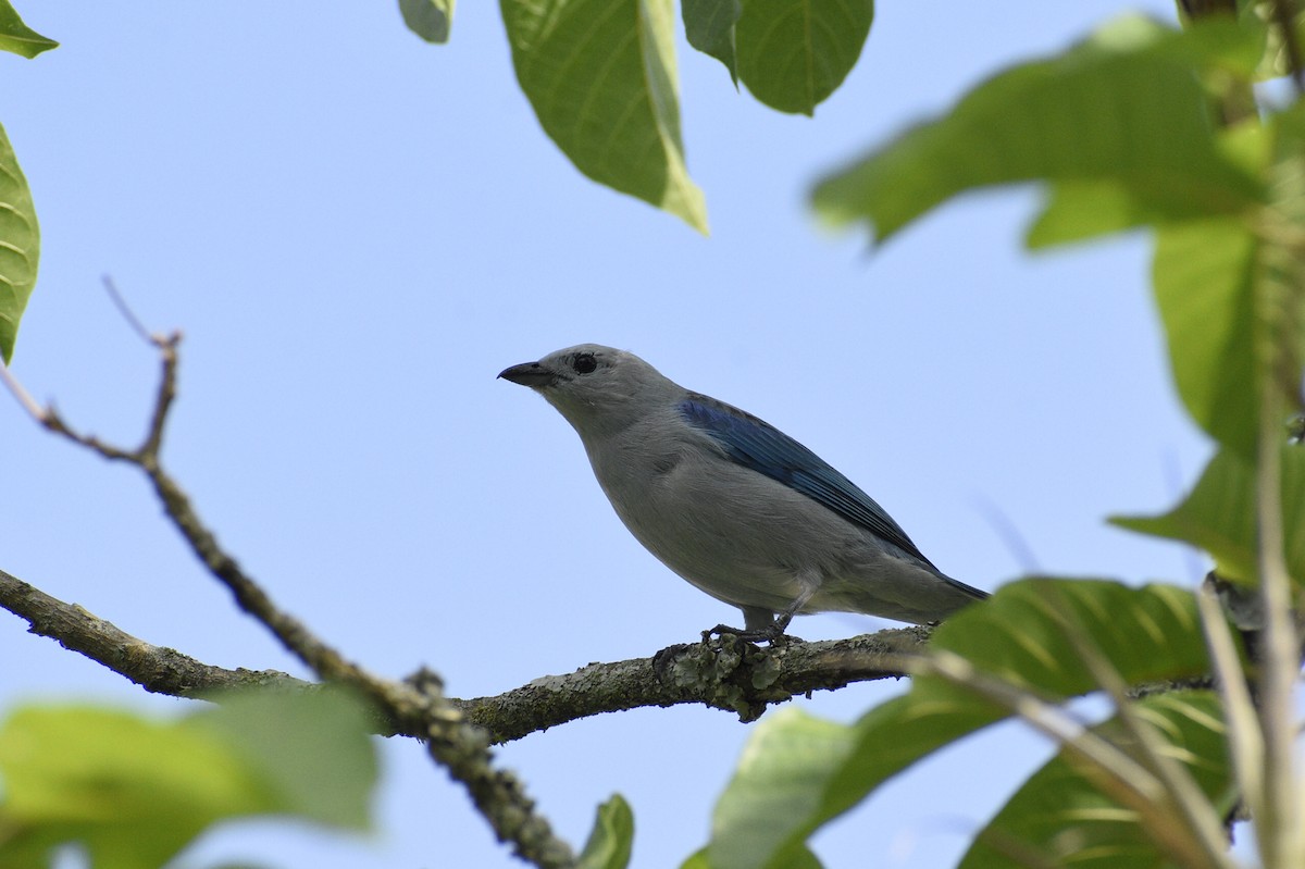 Blue-gray Tanager - ML618625568