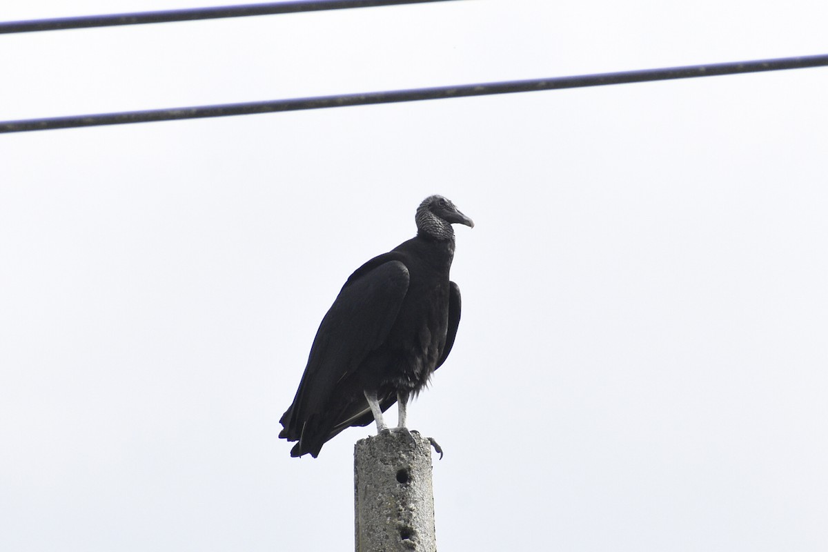 Black Vulture - ML618625595