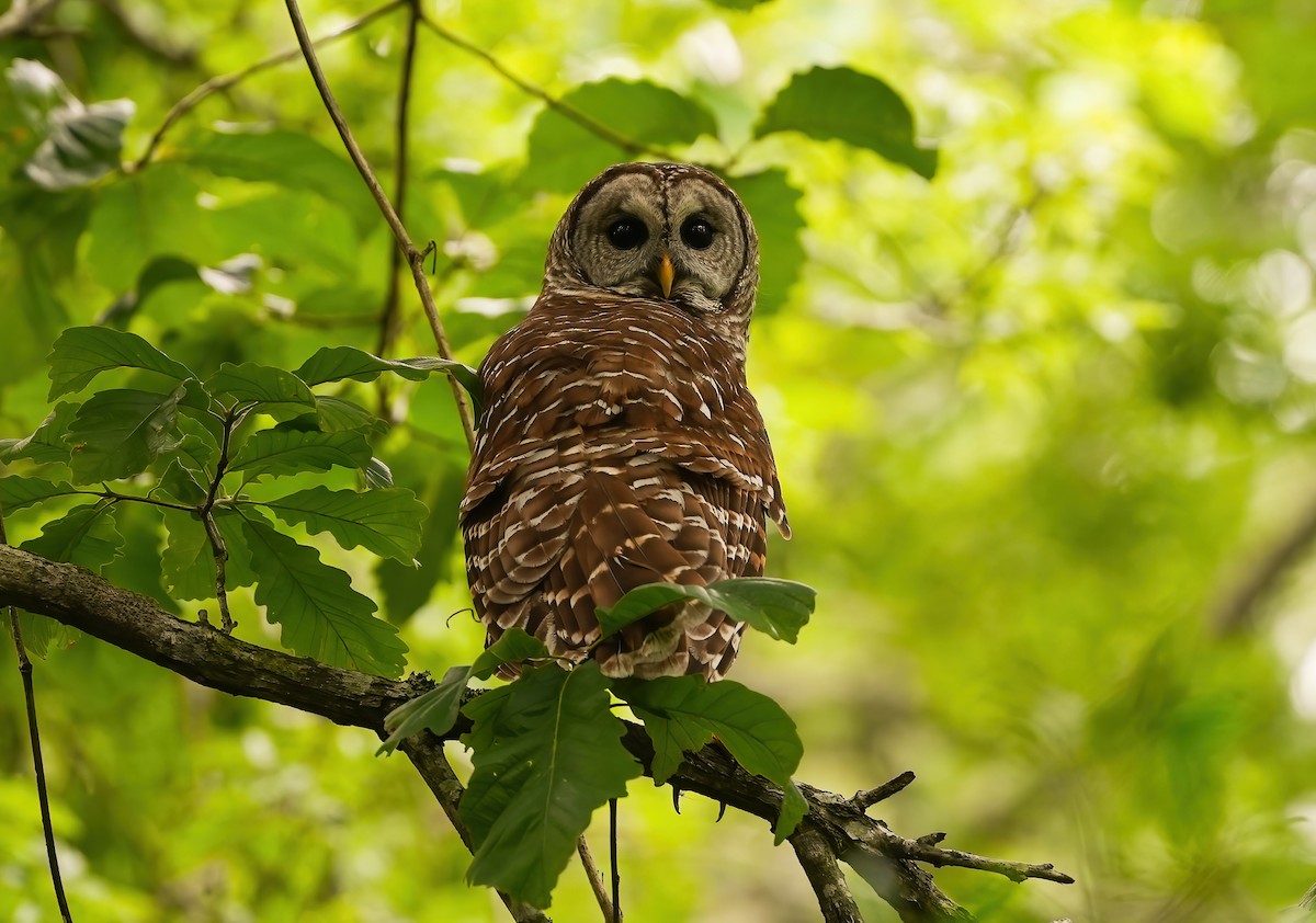 Barred Owl - ML618625606