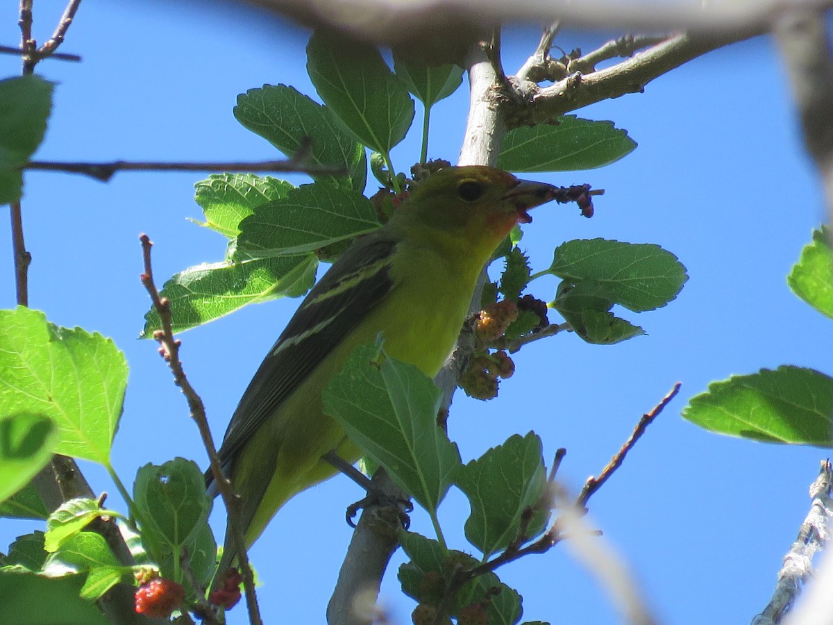 Western Tanager - ML618625671