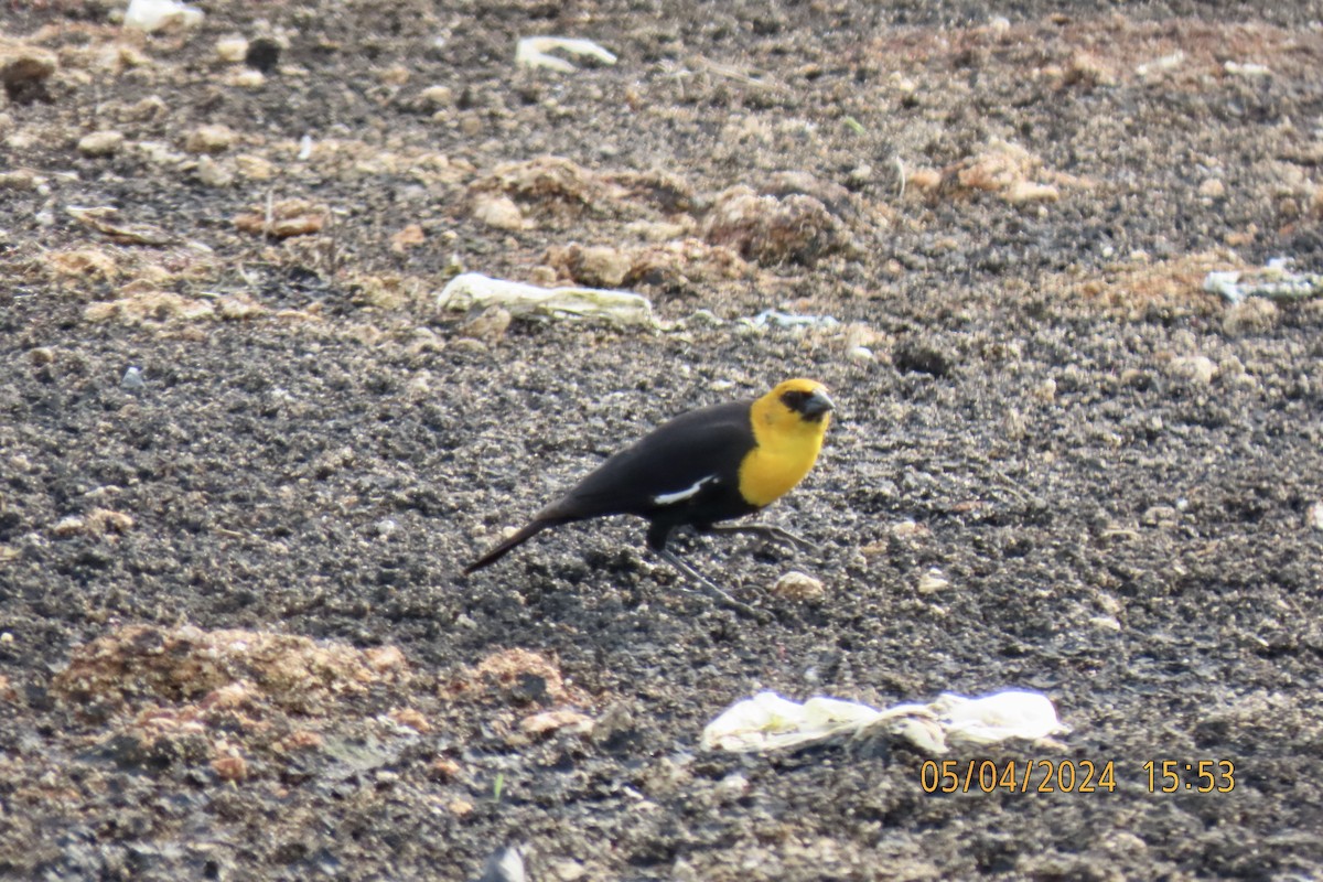 Yellow-headed Blackbird - ML618625692