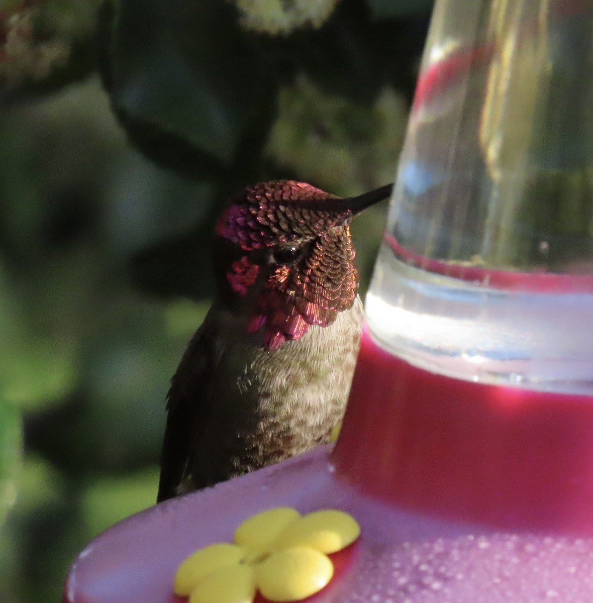 Anna's Hummingbird - Charley Herzfeld