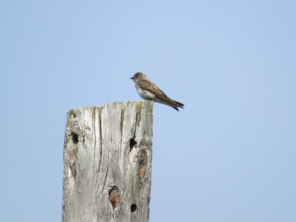 Northern Rough-winged Swallow - ML618625703