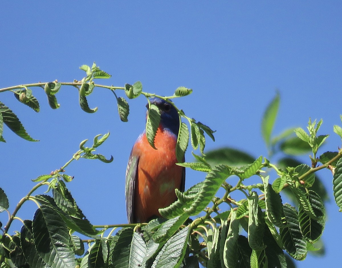 Painted Bunting - ML618625705