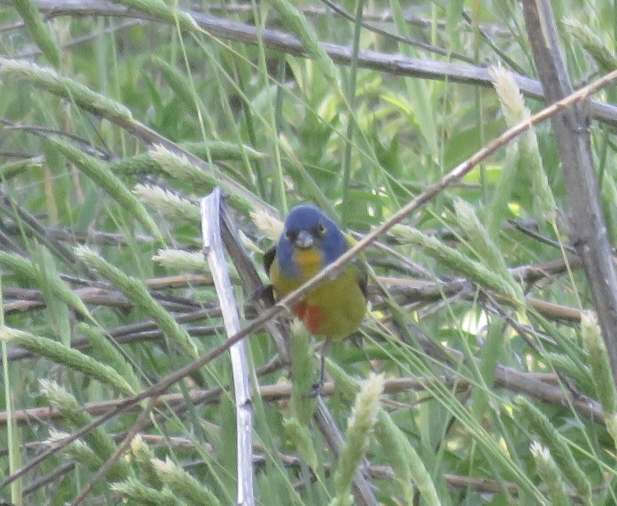 Painted Bunting - ML618625706
