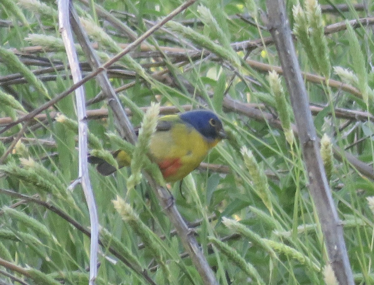 Painted Bunting - ML618625707