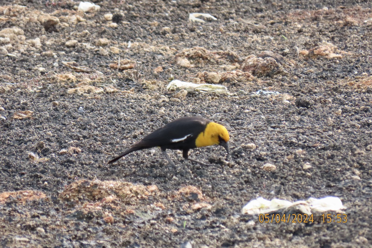 Yellow-headed Blackbird - ML618625721