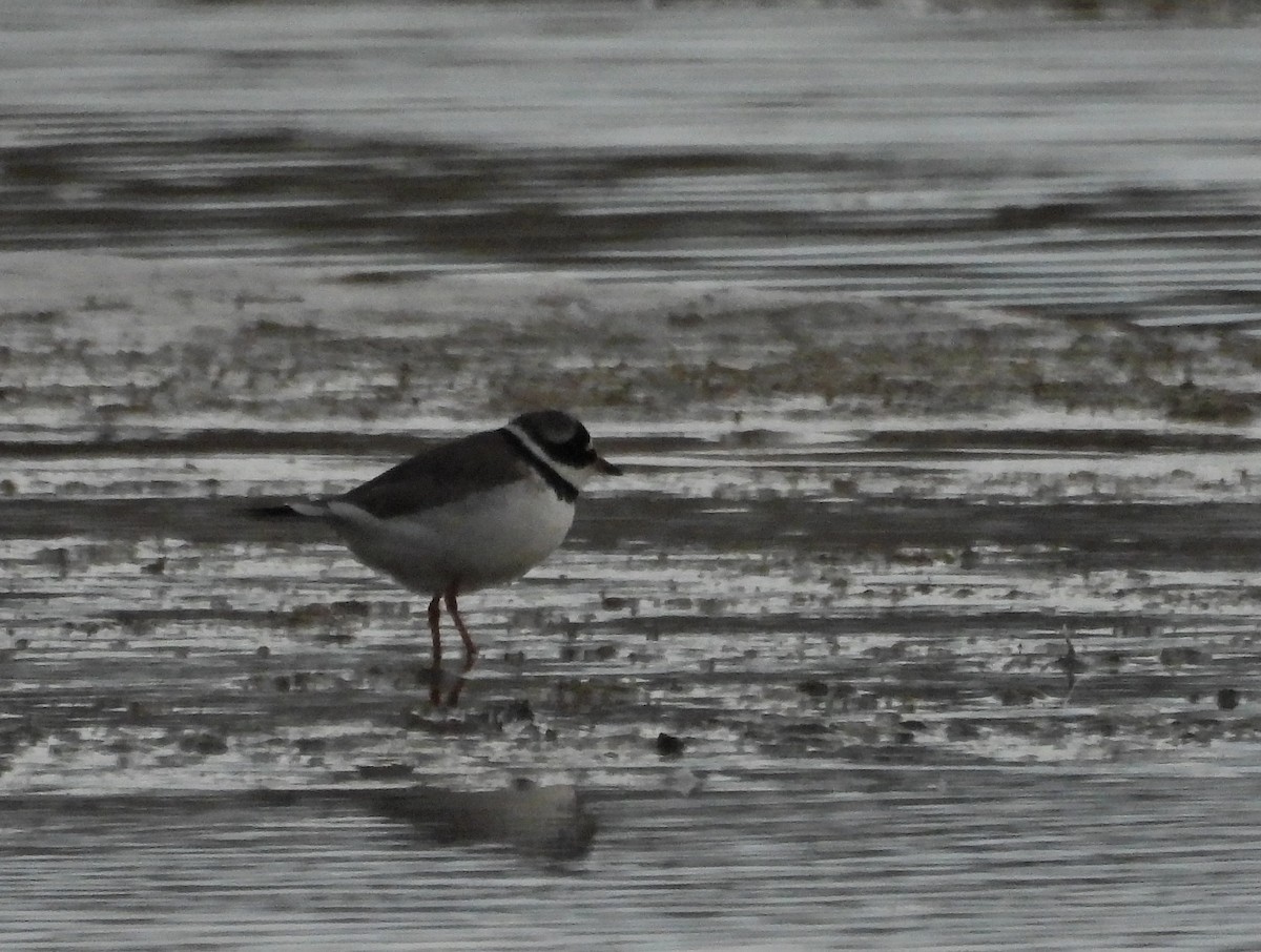 Common Ringed Plover - Zbigniew Szwab