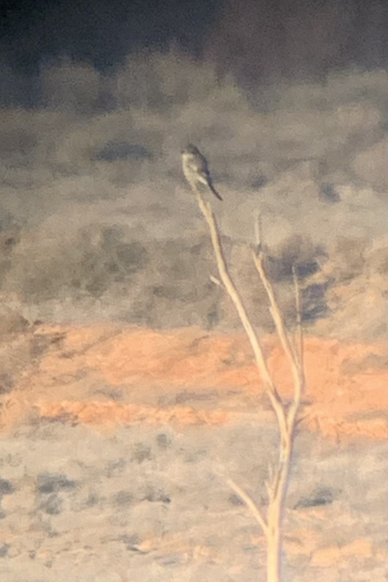Iberian Gray Shrike - Peter Wijnsouw