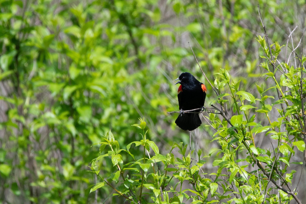 Red-winged Blackbird - ML618625806