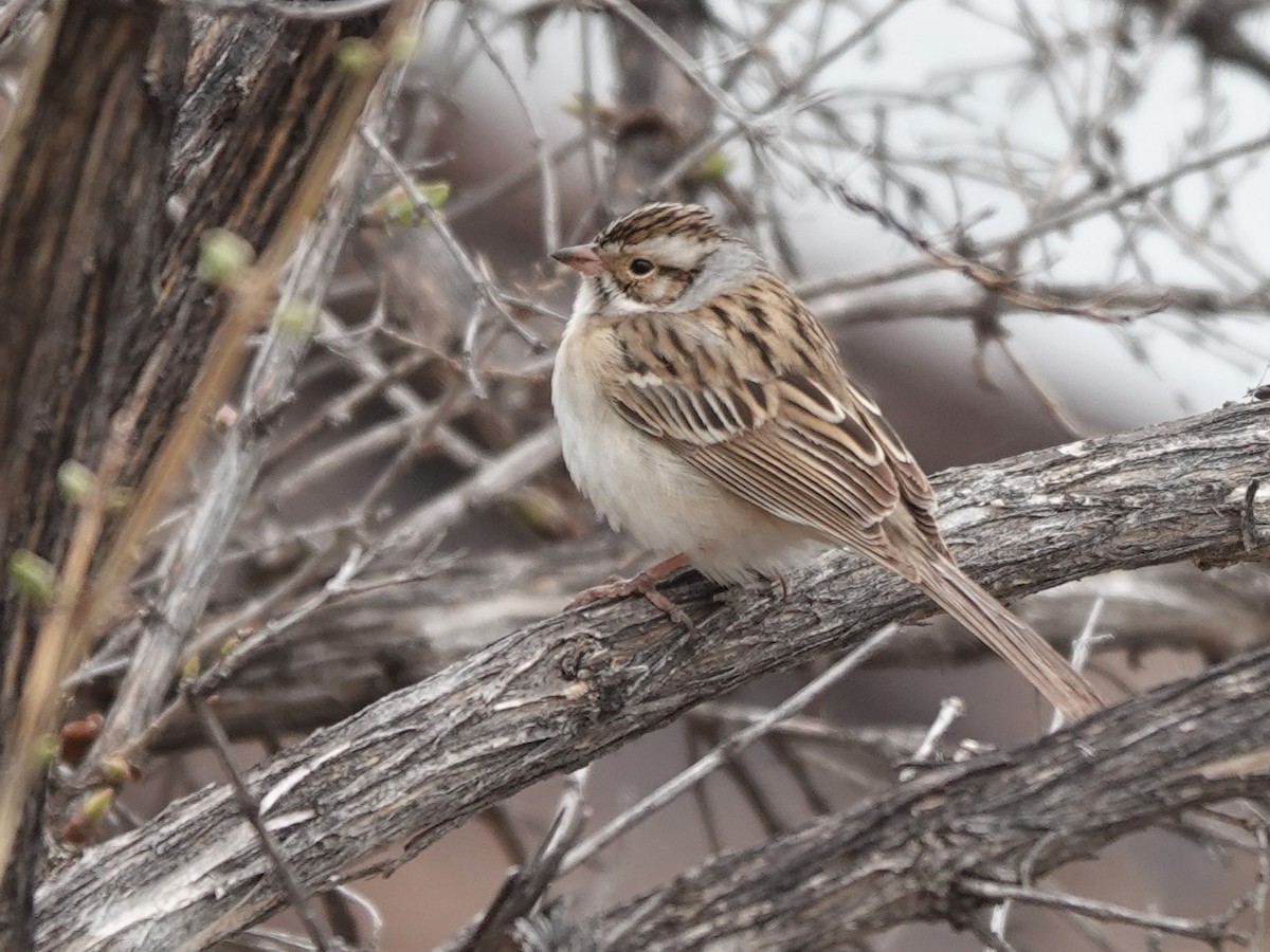 Clay-colored Sparrow - ML618625826