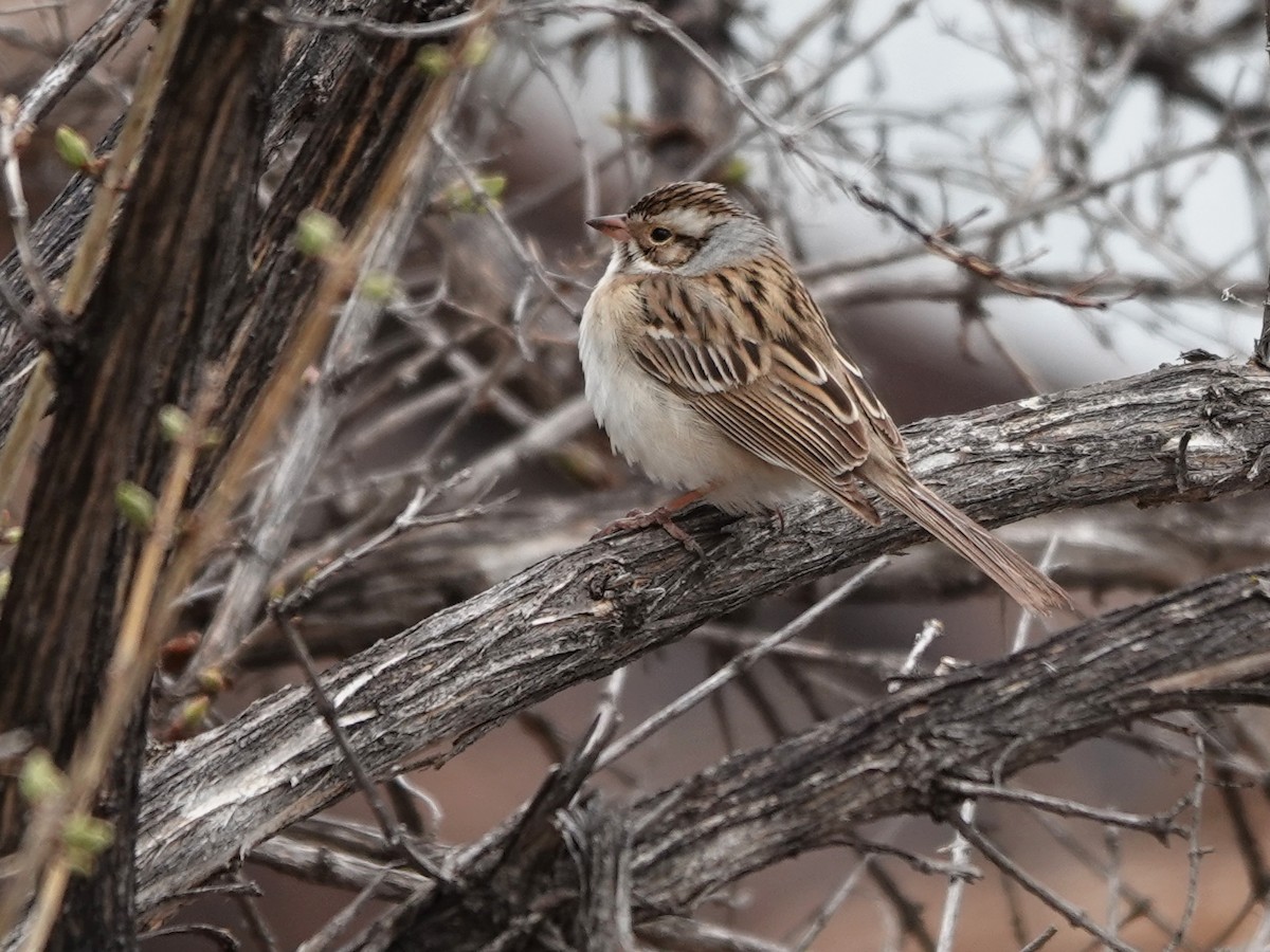 Clay-colored Sparrow - ML618625827