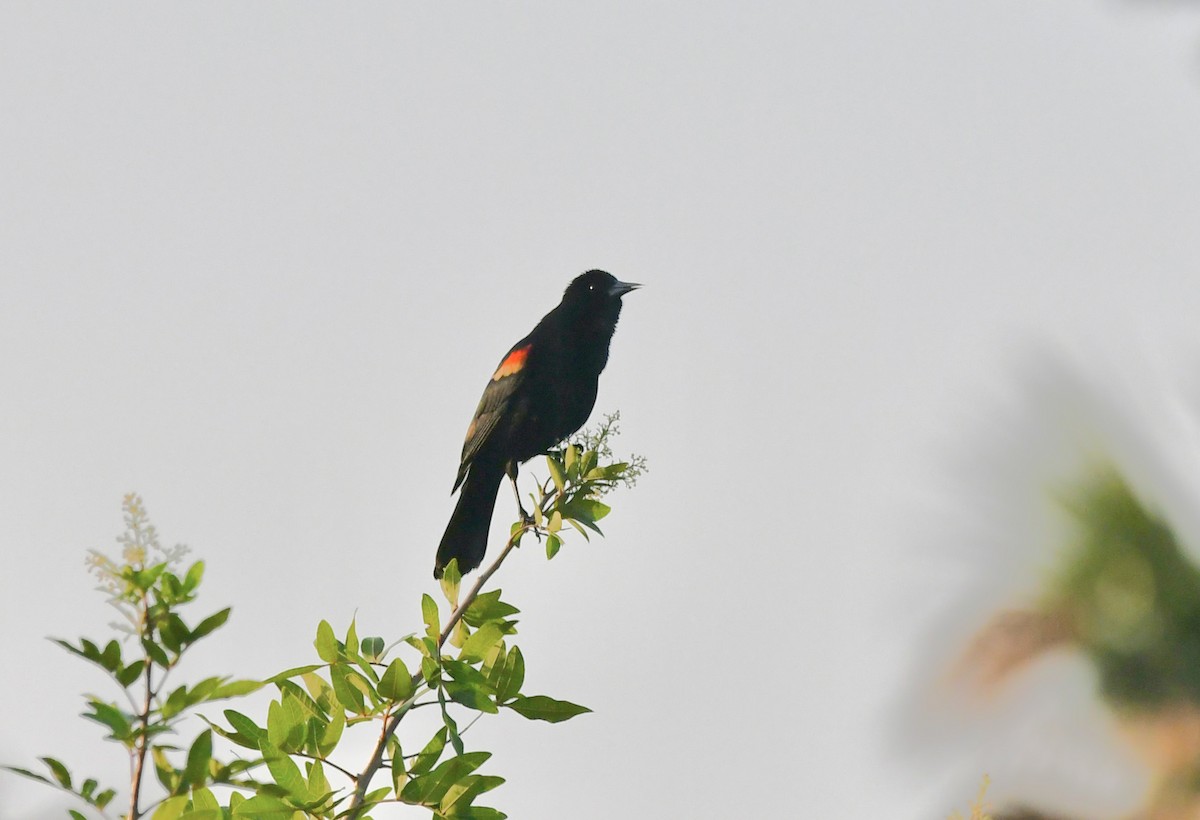 Red-winged Blackbird - ML618625854