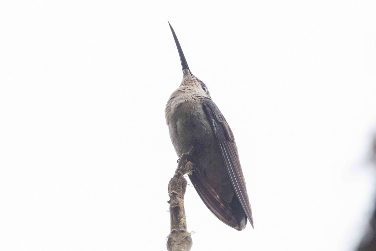 kolibřík hispaniolský - ML618625858