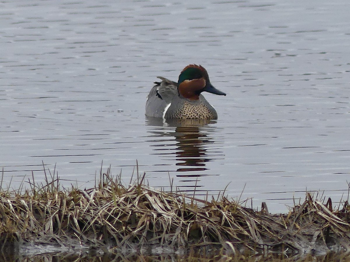 Green-winged Teal - ML618625866