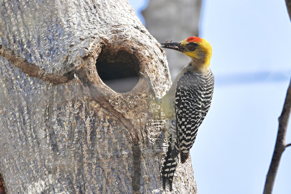 Golden-cheeked Woodpecker - ML618625874