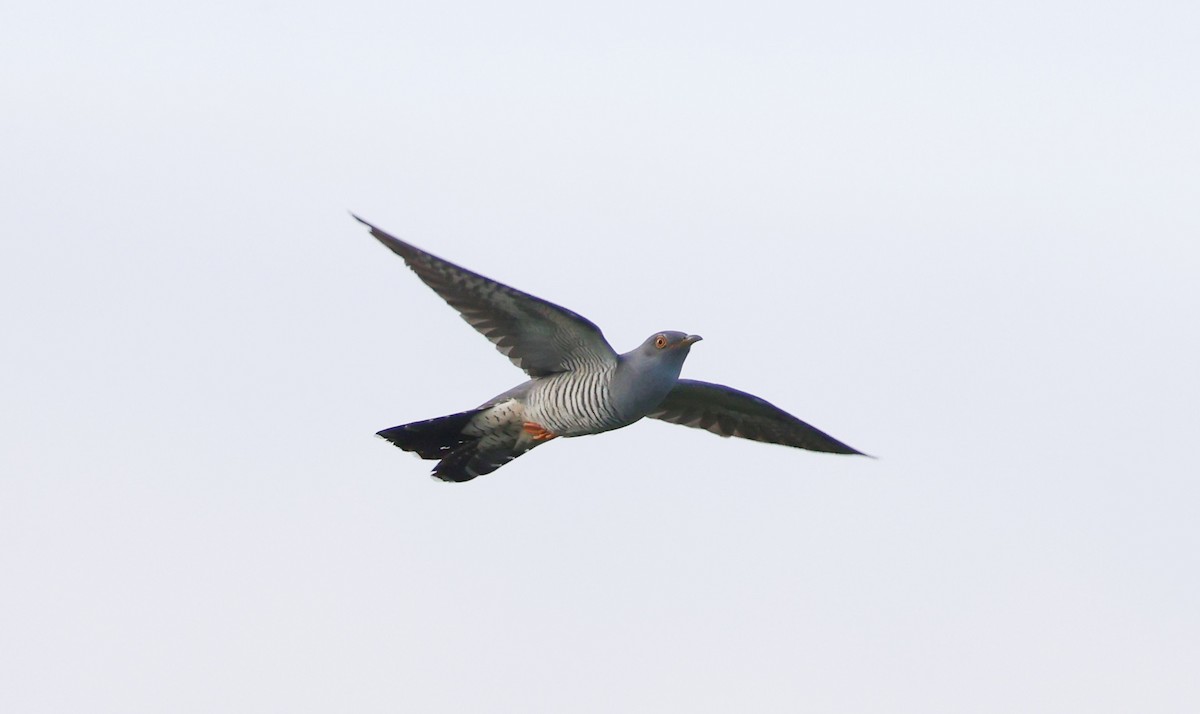 Common Cuckoo - ML618625875