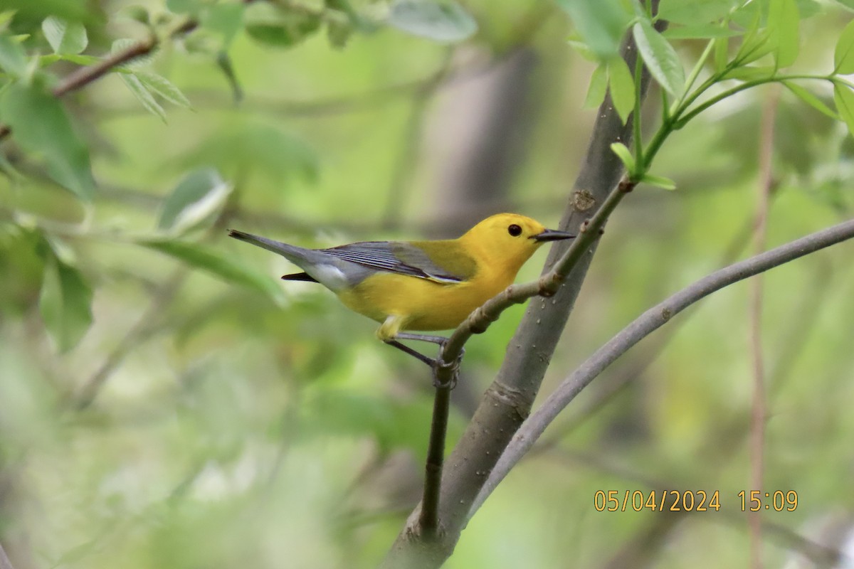 Prothonotary Warbler - ML618625923