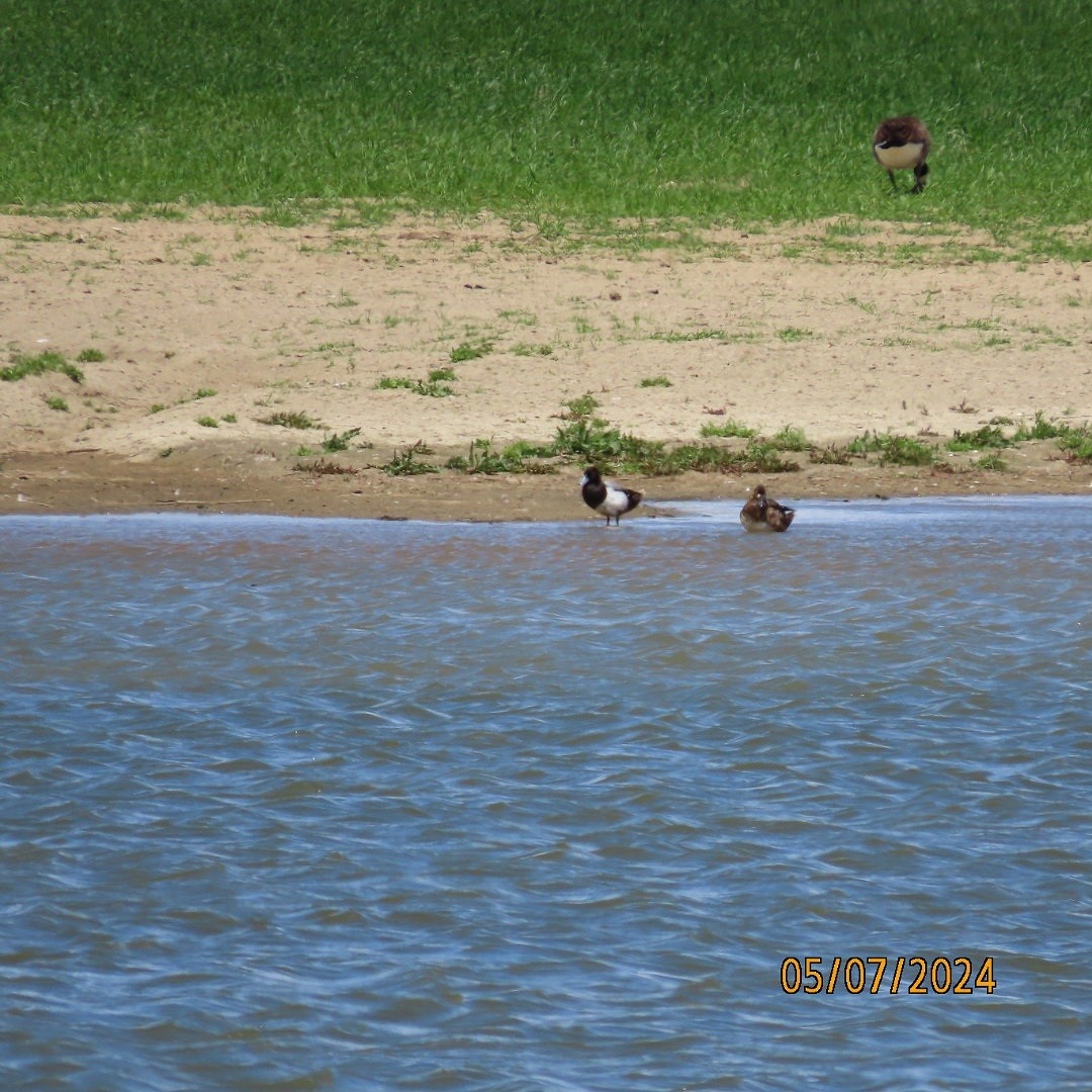 Greater/Lesser Scaup - ML618625926