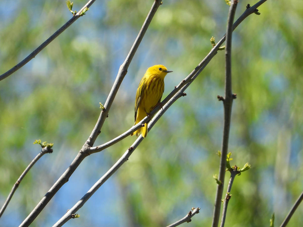 Yellow Warbler (Northern) - ML618625945
