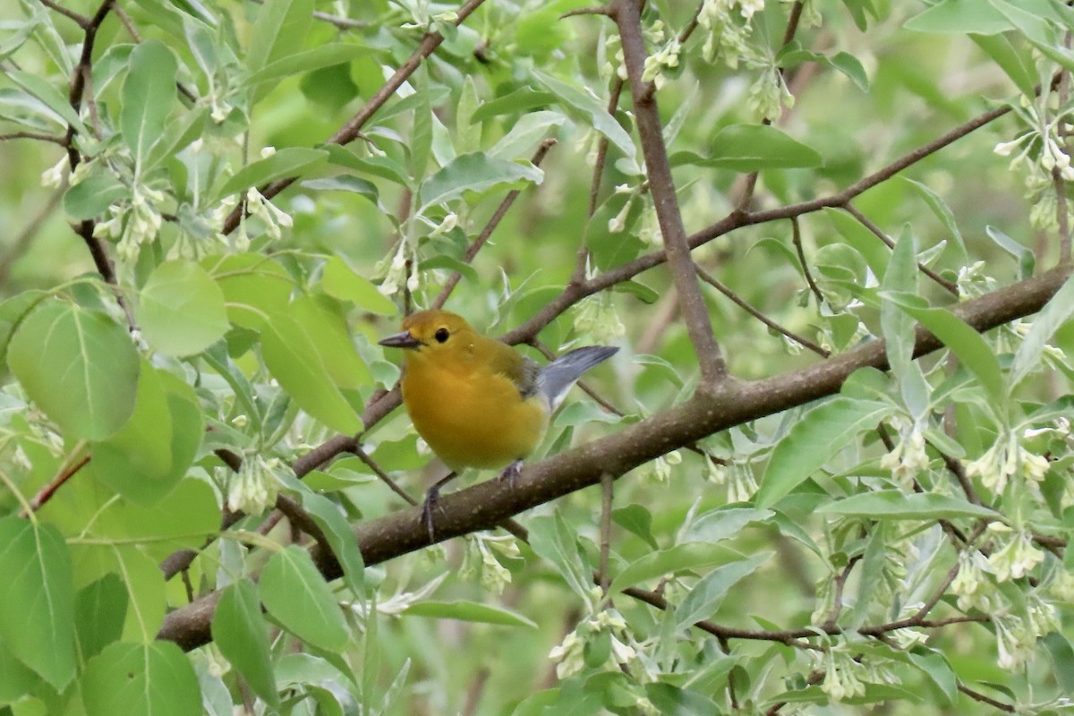Prothonotary Warbler - ML618625962