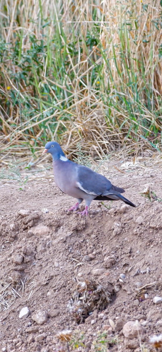 Common Wood-Pigeon - ML618625997