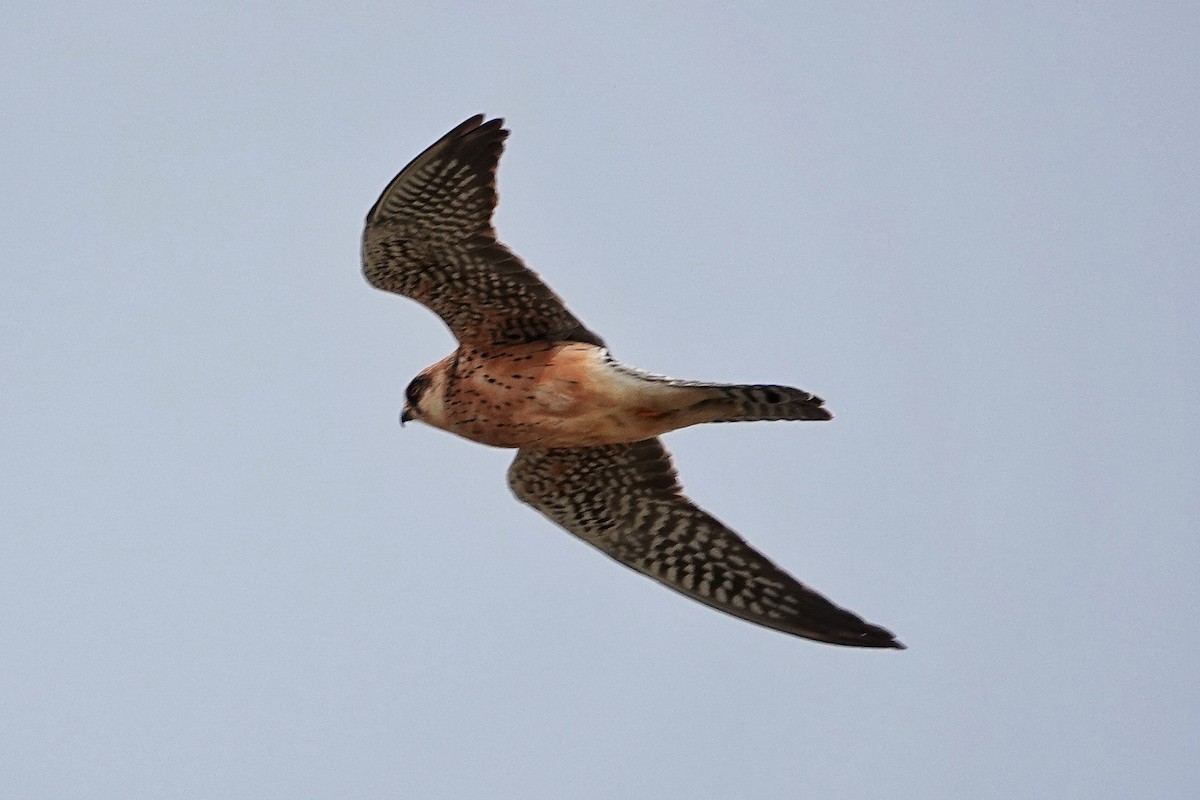Red-footed Falcon - ML618626059