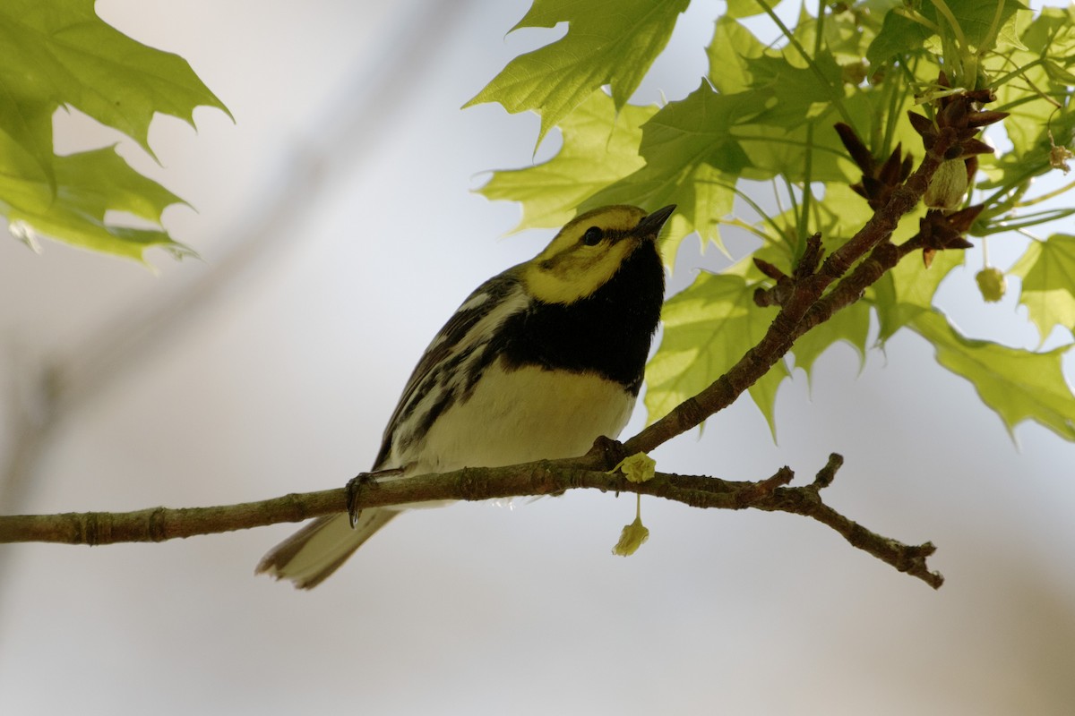Black-throated Green Warbler - James Hatfield