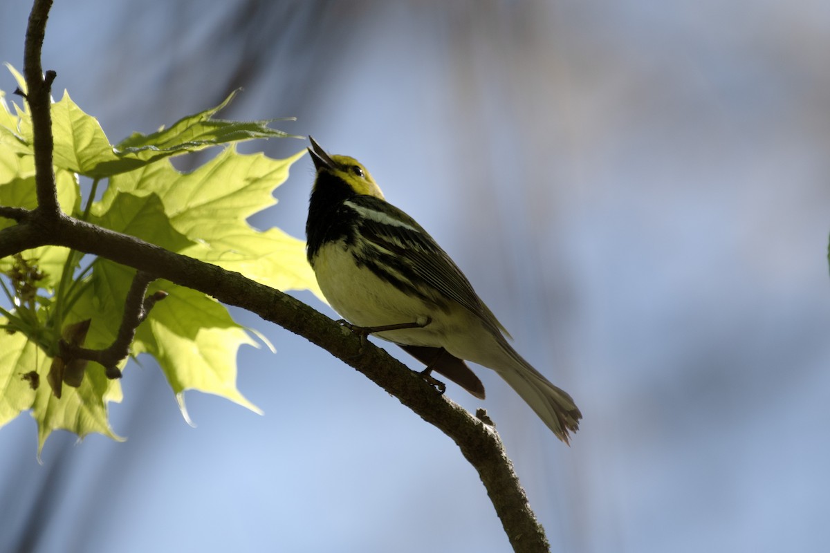 Black-throated Green Warbler - ML618626105