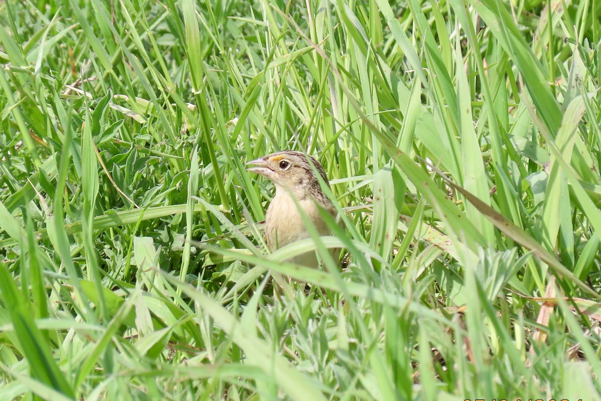 Grasshopper Sparrow - ML618626118