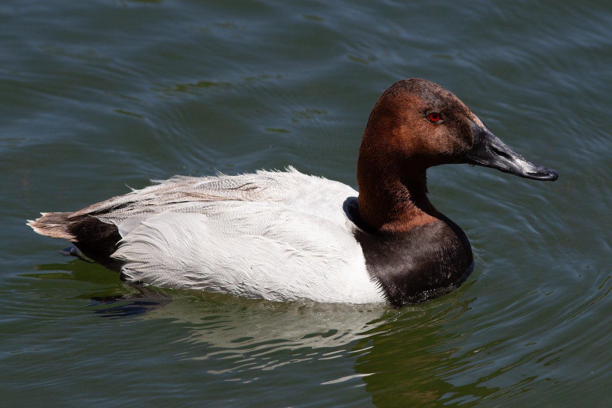 Canvasback - Grace Bugos