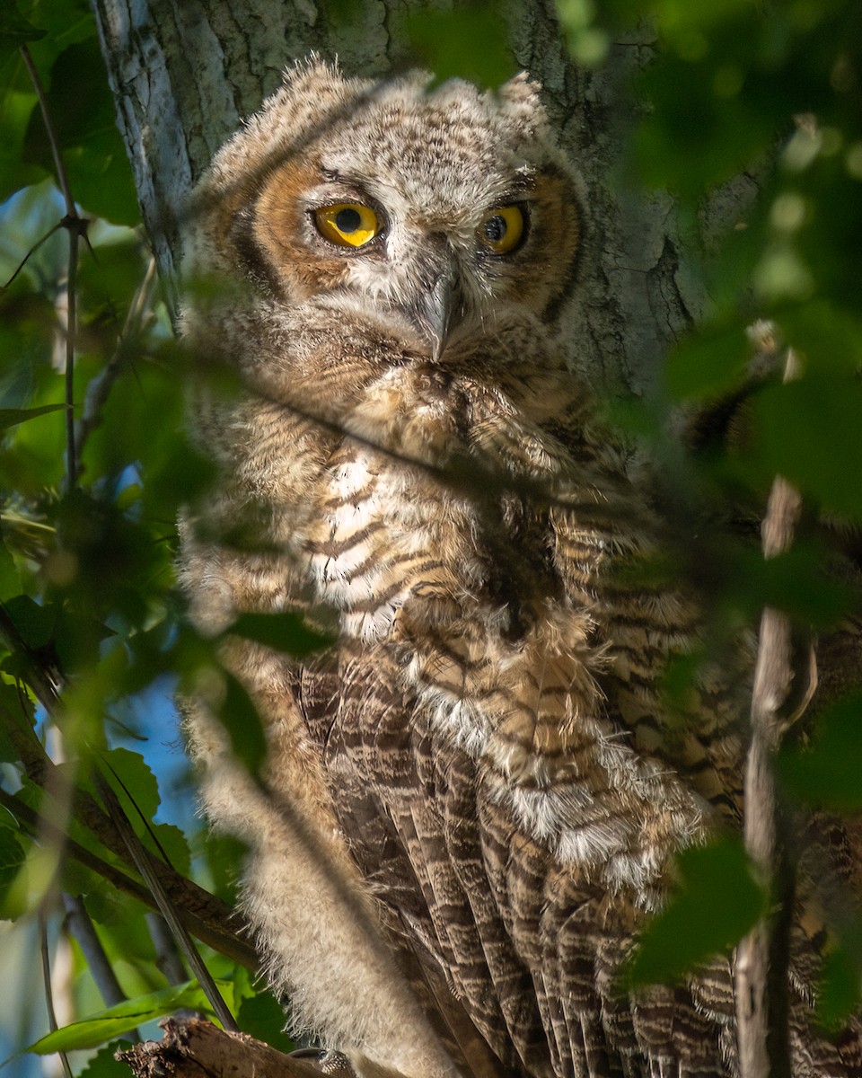 Great Horned Owl - ML618626129