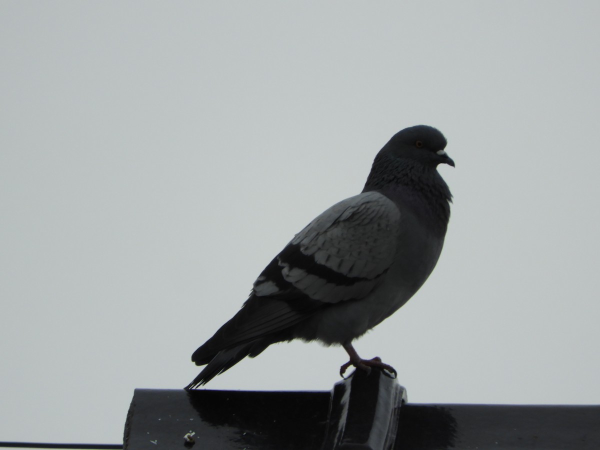Rock Pigeon (Feral Pigeon) - ML618626130