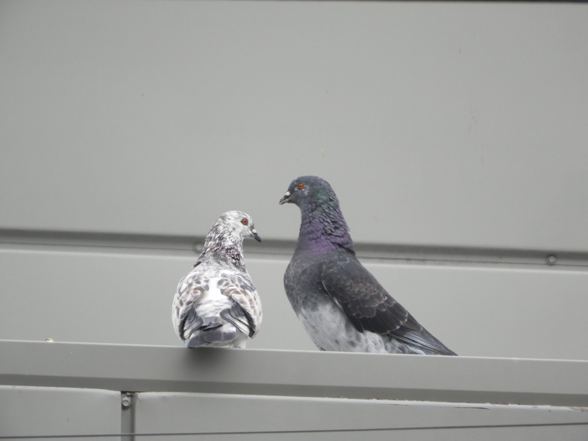 Rock Pigeon (Feral Pigeon) - ML618626140