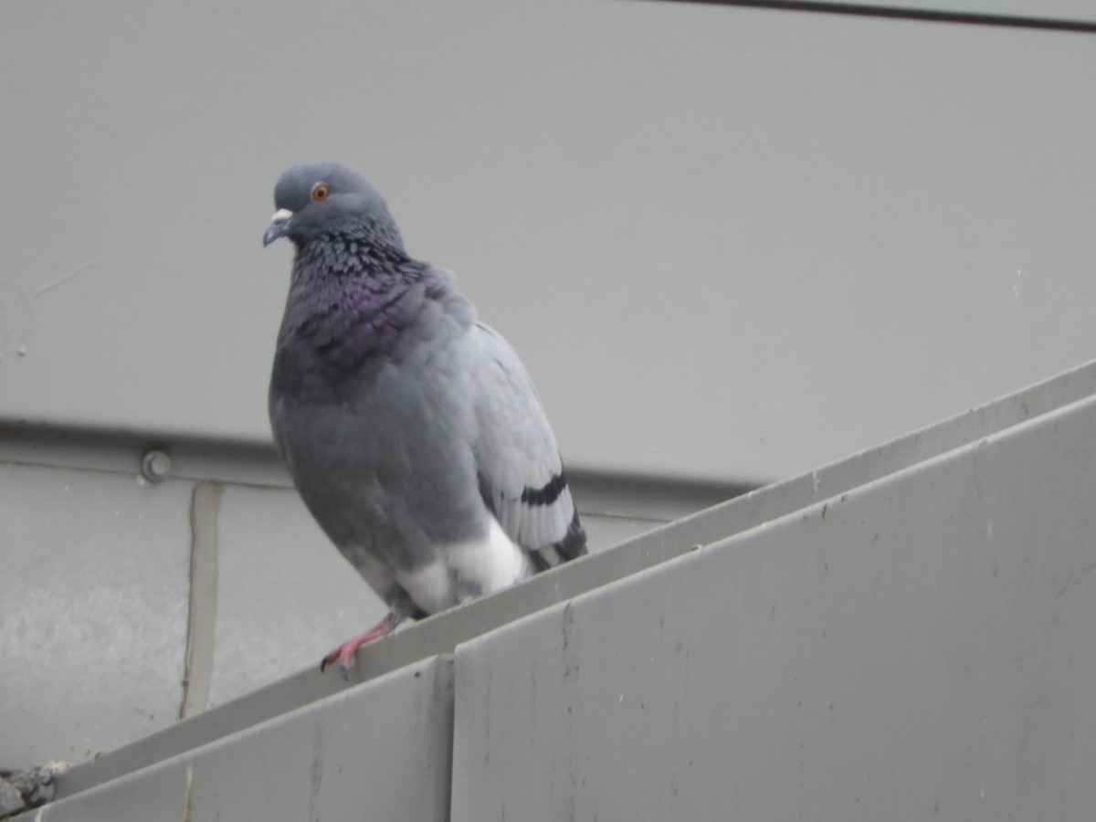 Rock Pigeon (Feral Pigeon) - ML618626141