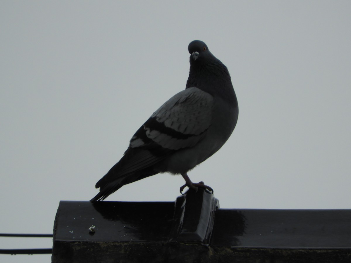 Rock Pigeon (Feral Pigeon) - ML618626142