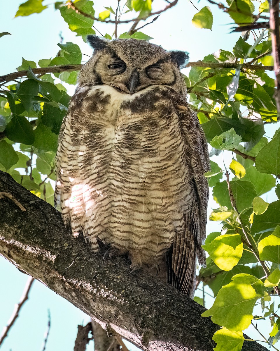 Great Horned Owl - ML618626144