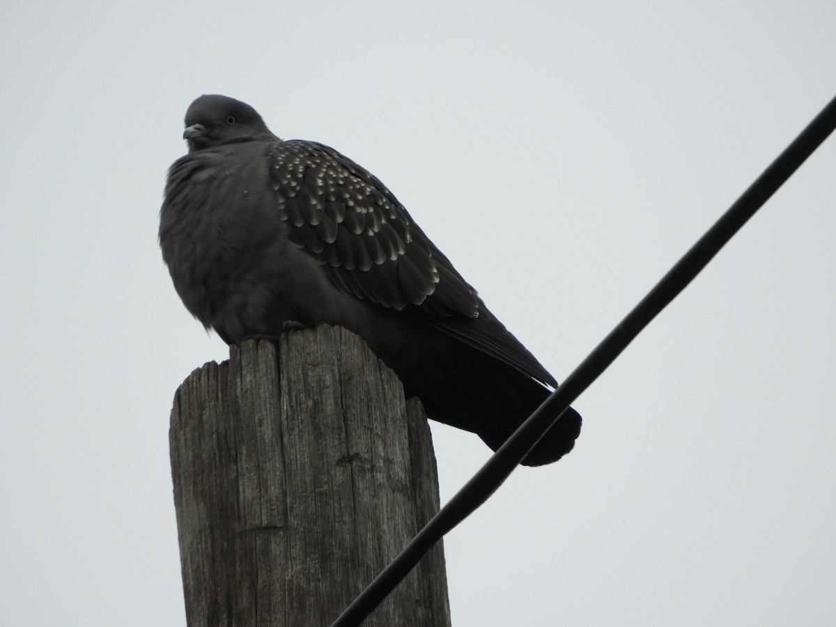 Spot-winged Pigeon - ML618626164