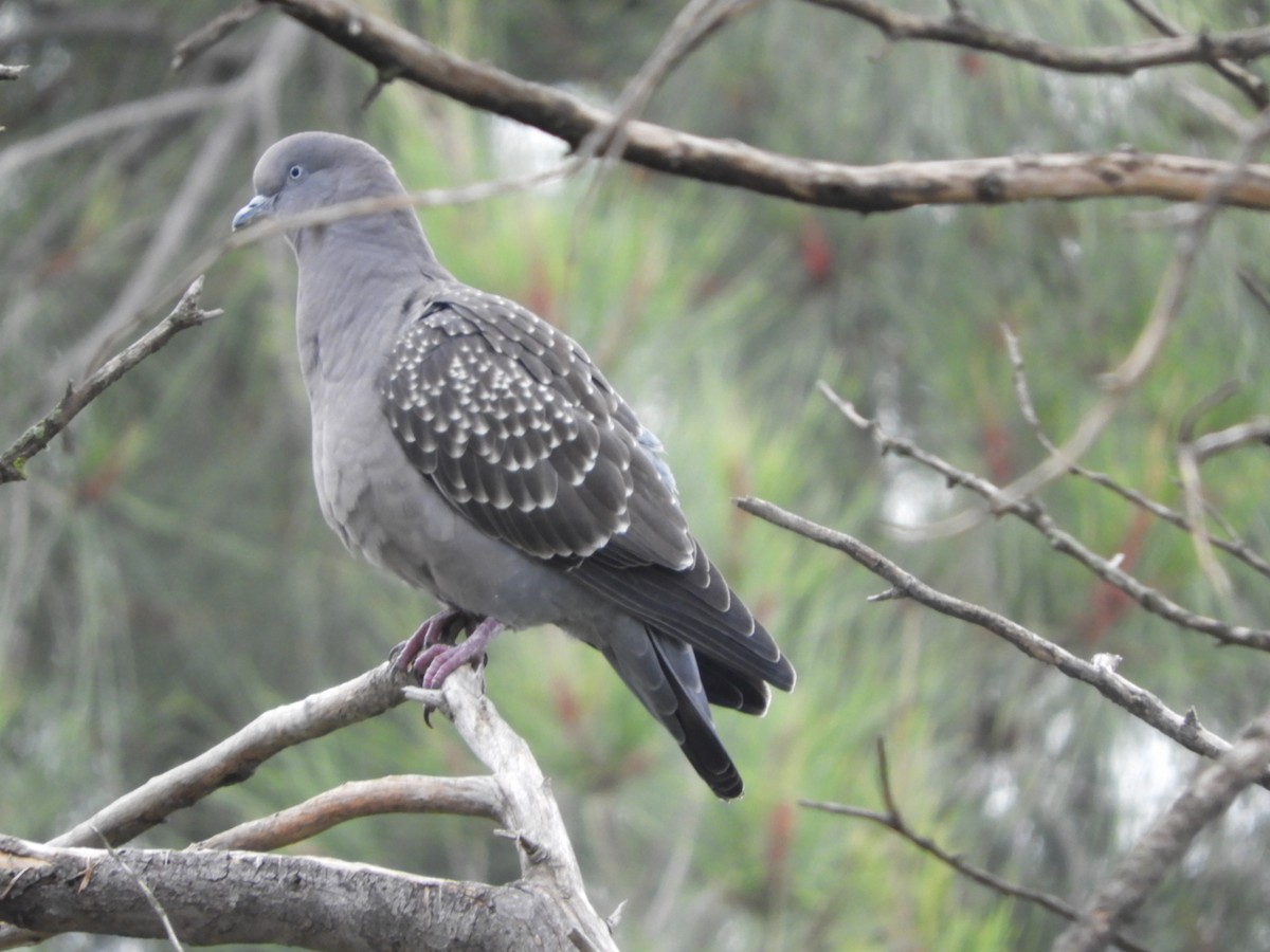 Spot-winged Pigeon - ML618626169
