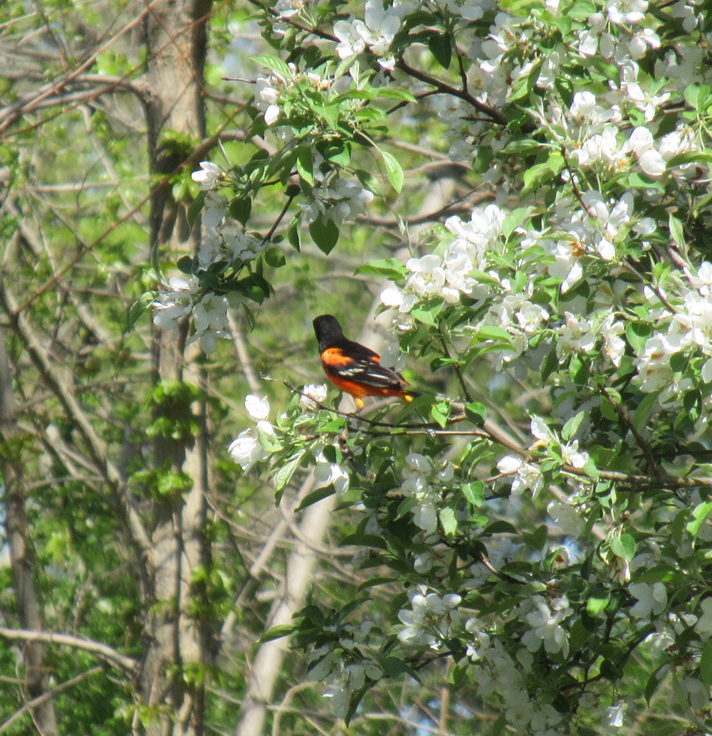 Orchard Oriole - Anne Marie Johnson