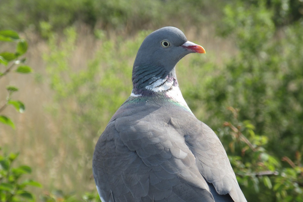 Common Wood-Pigeon - ML618626187