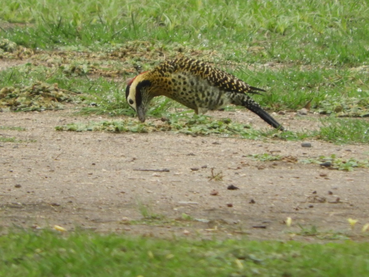 Green-barred Woodpecker - ML618626212