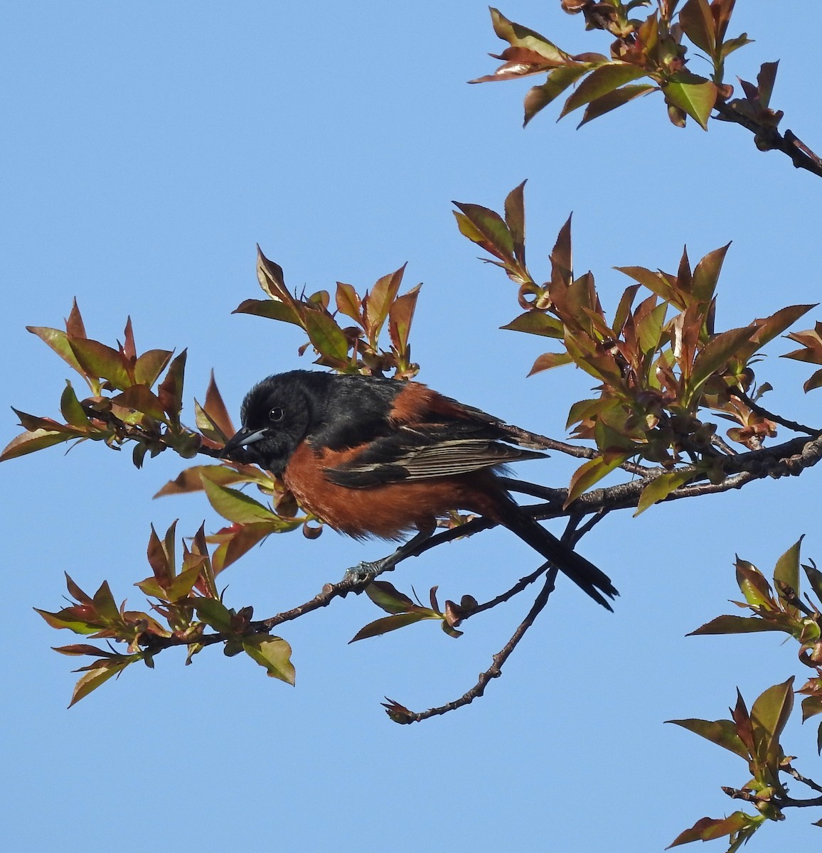 Orchard Oriole - ML618626304